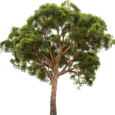 Pine — Вид 2