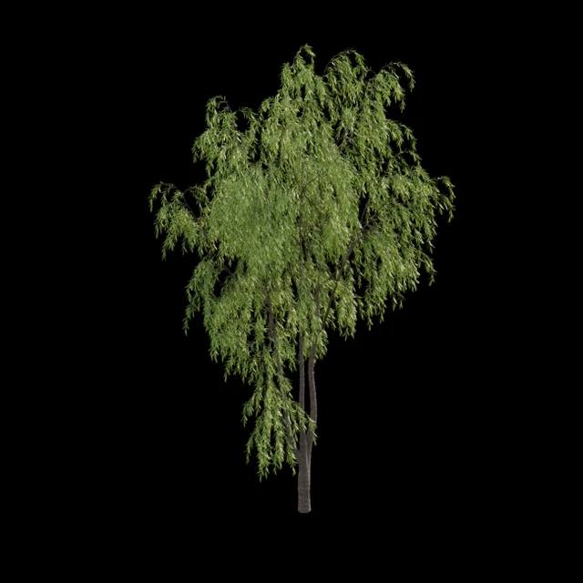 Salix babylonica - Weeping Willow 02 — Descargar