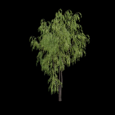 Salix babylonica - Weeping Willow 02 — Ver 4