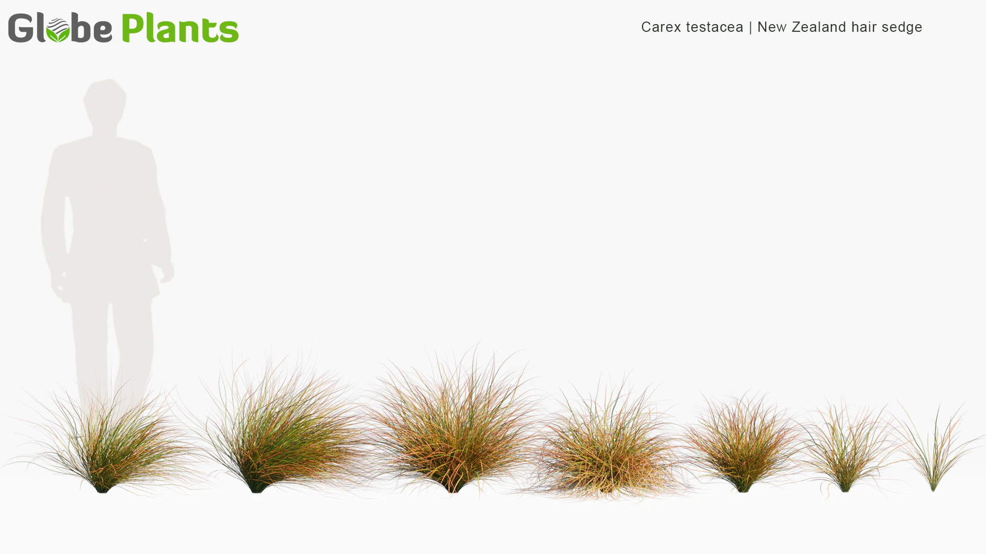 carex testacea — Скачать