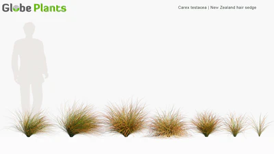 carex testacea — скачать