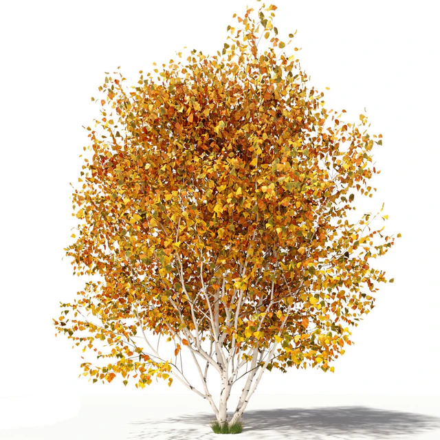 Betula pendula multi stem V03 — Скачать
