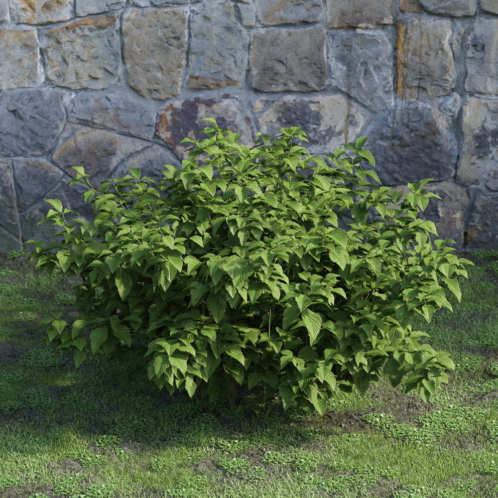 plants and bushes 044 — Descargar