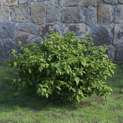 plants and bushes 044 — Descargar