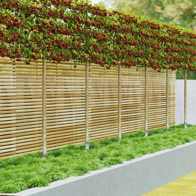 Apple tree on trellis | Malus fruit tree espalier — Descargar