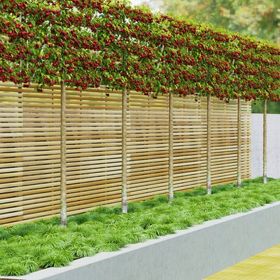 Apple tree on trellis | Malus fruit tree espalier — Ver 4