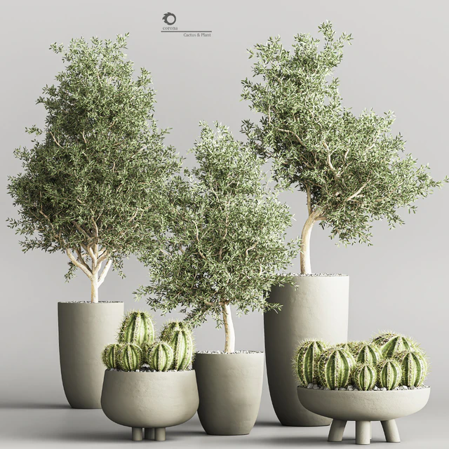 cactus & plant vol 03 — Descargar