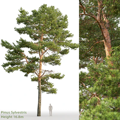 Pine — Ver 1