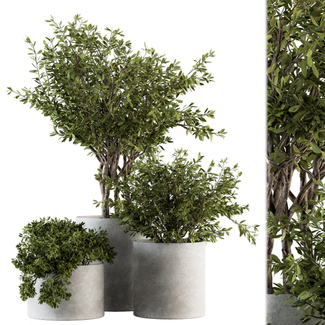 Outdoor Plants tree in Concrete Pot - Set 141 — Descargar