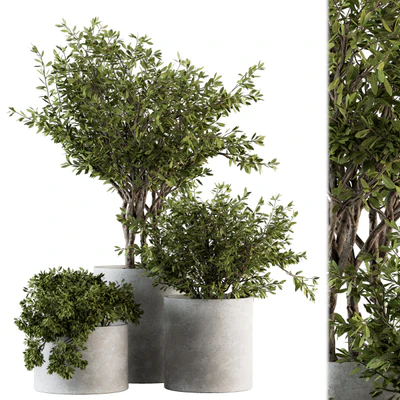 Outdoor Plants tree in Concrete Pot - Set 141 — Ver 1