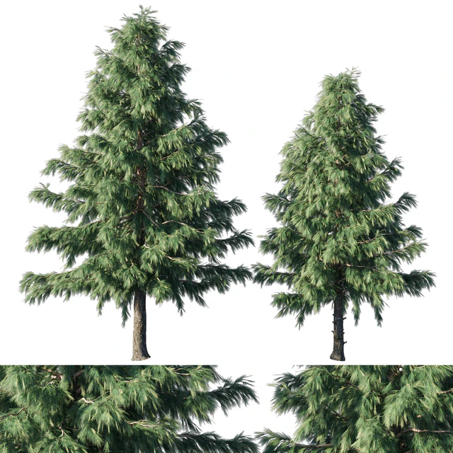 Cedrus Deodara 03 — Descargar