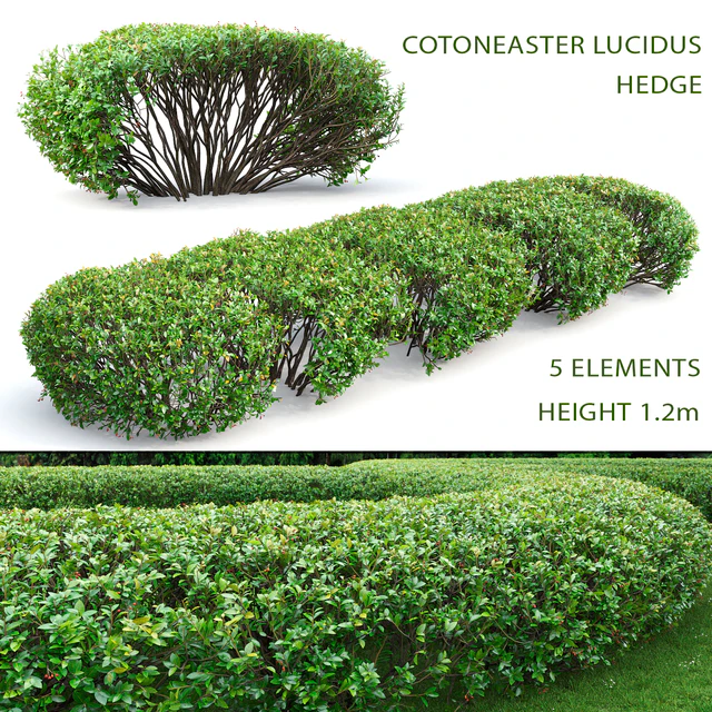 Cotoneaster lucidus hedge # 1 — Descargar