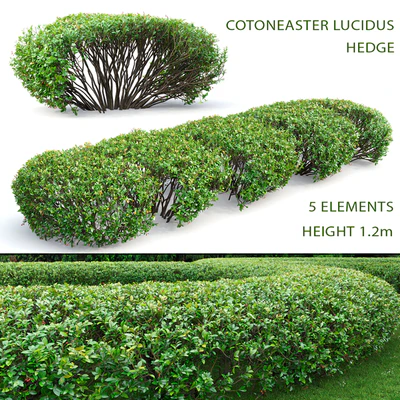 Cotoneaster lucidus hedge # 1 — Ver 1