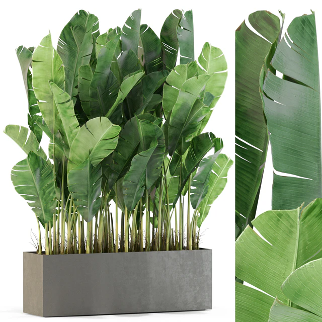Plants collection 444 — Descargar