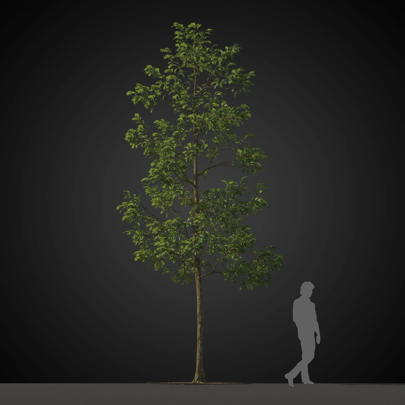 trees 026 — Descargar