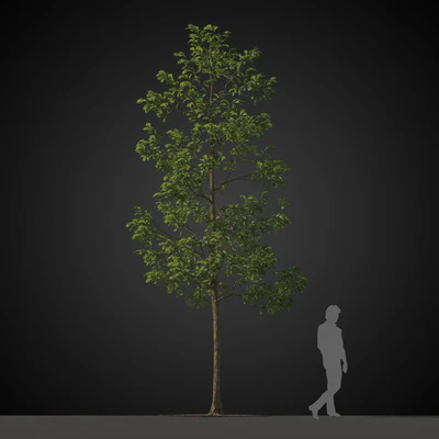 trees 026 — Descargar