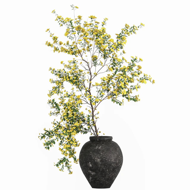 Plants with tiny flowers in pots — Descargar
