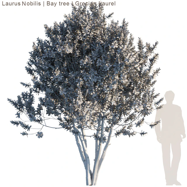 Laurus Nobilis | Bay tree | Grecian Laurel tree — Descargar