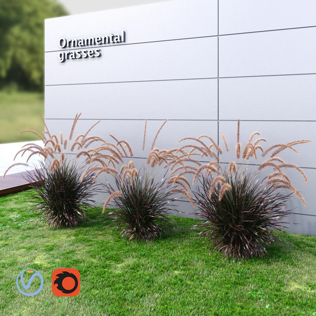 Ornamental grass Fountaingrass purple medium — Download