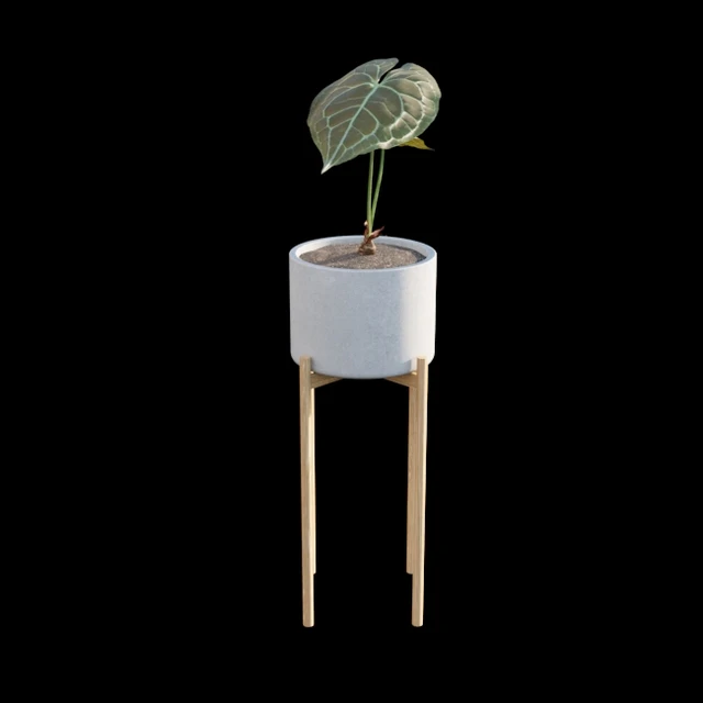 Anthurium clarinervium — Descargar