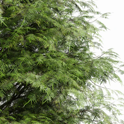 Real Tree Metasequoia glyptostroboides — Ver 3
