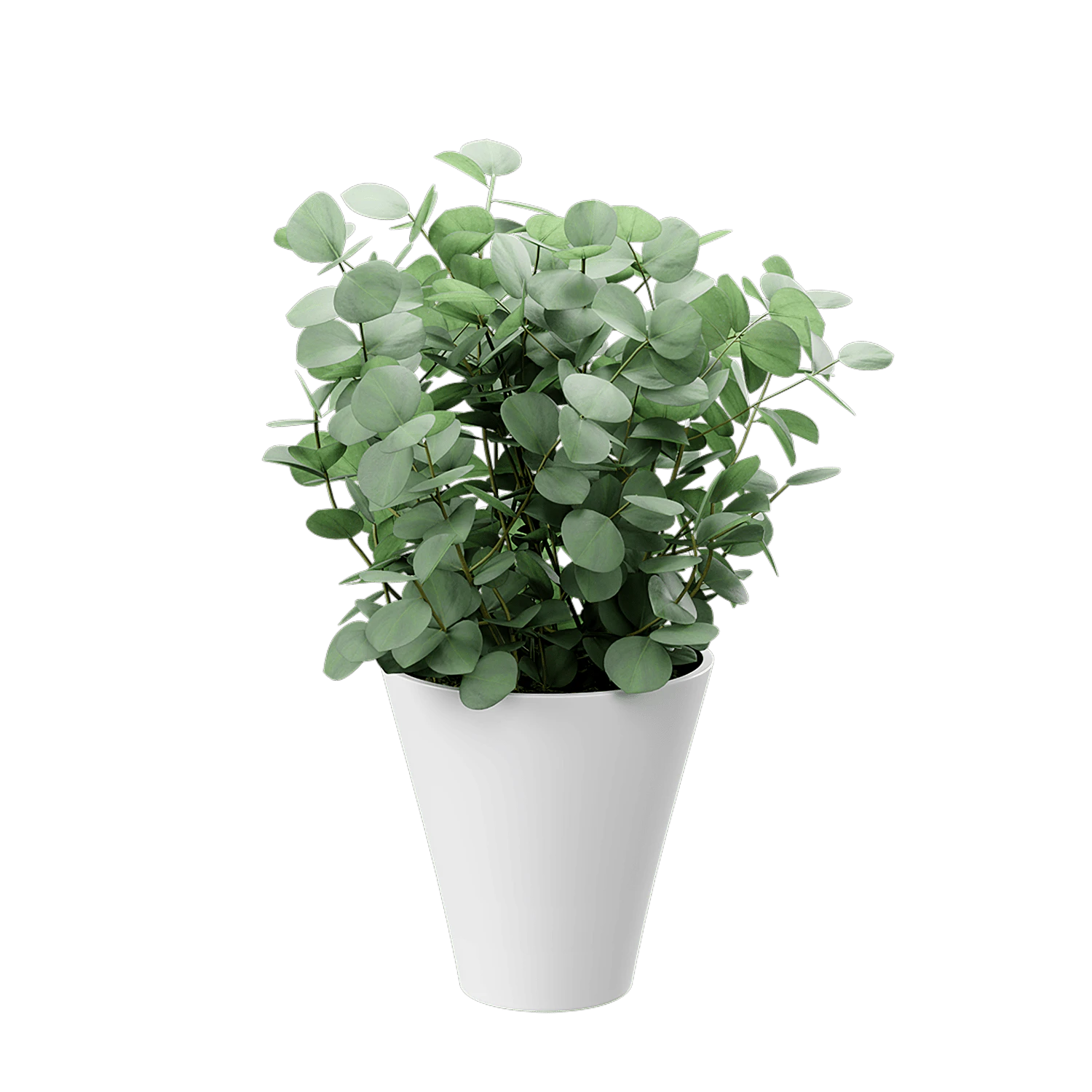 plant eucalyptus 001 — Descargar