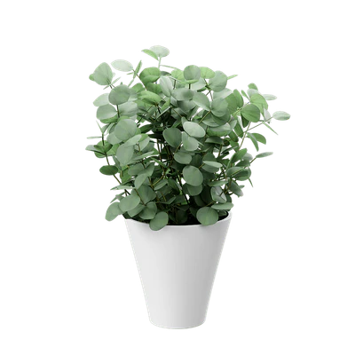 plant eucalyptus 001 — Descargar
