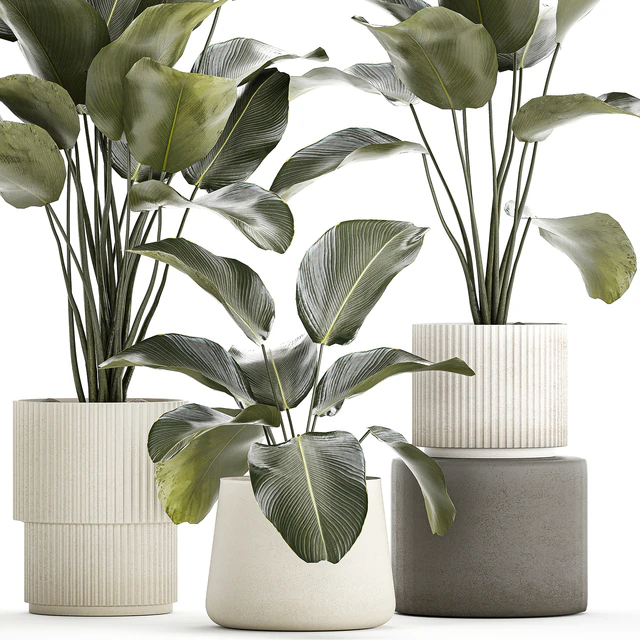 Exotic bush plants in a flower pot Calathea lutea, Strelitzia. set of plants 1317 — Descargar