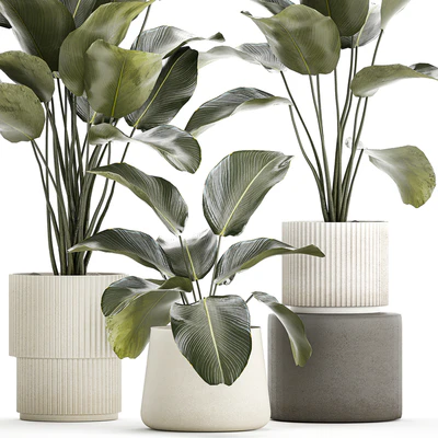 Exotic bush plants in a flower pot Calathea lutea, Strelitzia. set of plants 1317 — Ver 5