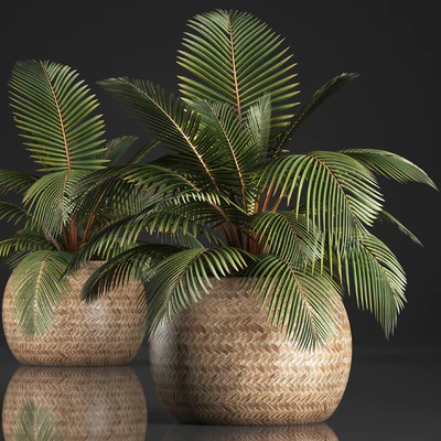 Plant Coconut palm 340. Small palm, basket, rattan, indoor, interior, eco design, natural decor — Ver 1