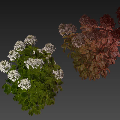 Collection plant vol 570 — Вид 5