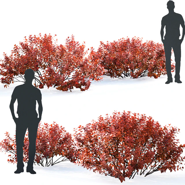 Spirea betulifolia (Autumn) — Descargar