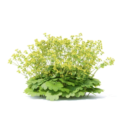 Soft flowers cuff | Alchemilla mollis 2 — View 4