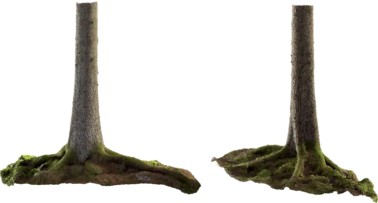 spruce tree trunk 006 — Скачать