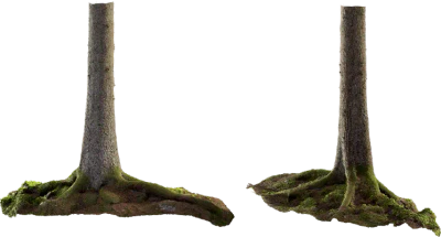 spruce tree trunk 006 — Скачать
