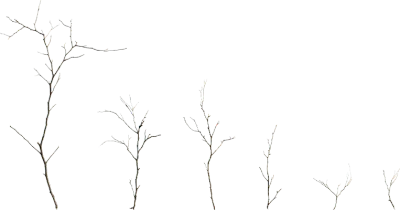 thin branches 001 — Descargar