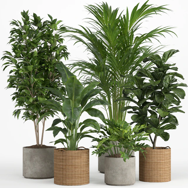 indoor plant set 014 — Скачать