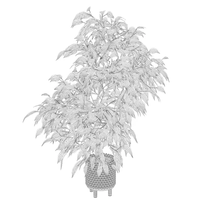 Plants collection 037 - Ficus benjamina 01 — Вид 2