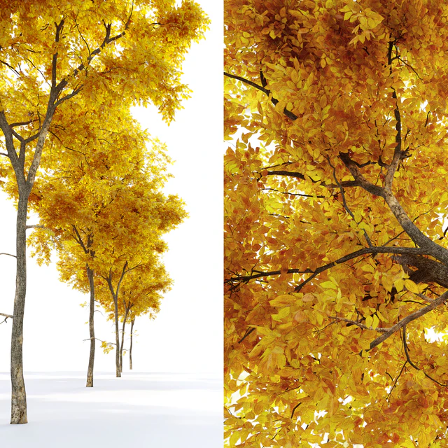 Autumn Ulmus parvifolia dynasty (Dynasty chinese elm) — Descargar