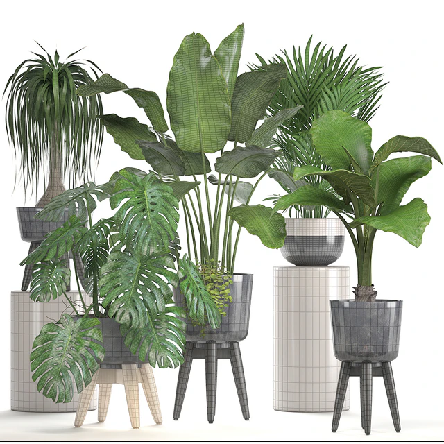 Collection of plants. indoor plants, banana, monstera, palm, alocasia, dracaena, strelitzia — Descargar