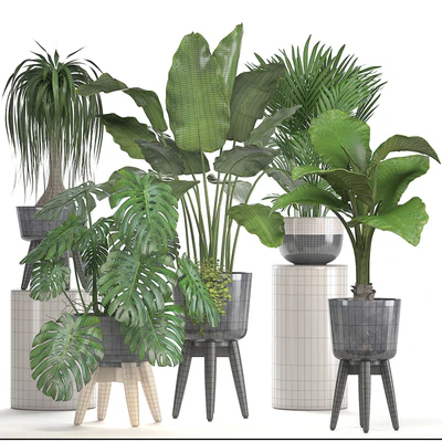 Collection of plants. indoor plants, banana, monstera, palm, alocasia, dracaena, strelitzia — Ver 3