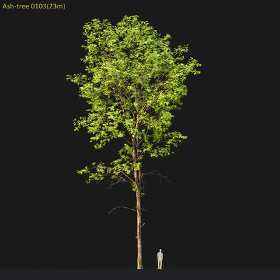 Ash — Вид 5