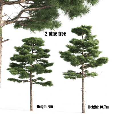 2 pine vray — Ver 1