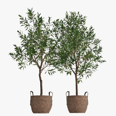 Olive tree — Ver 5