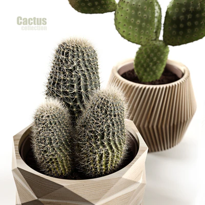 Cactus collection — Вид 5