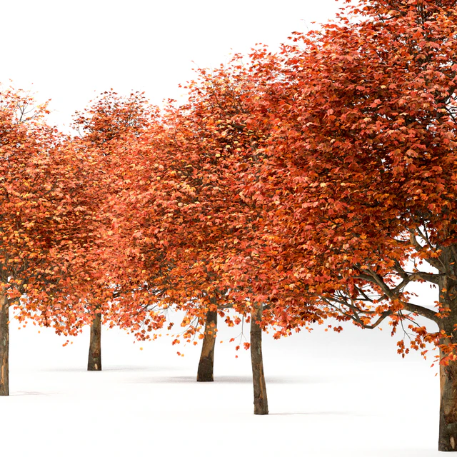 Set of Sugar Maple Trees (Acer Saccharum) (2 Trees) — Скачать