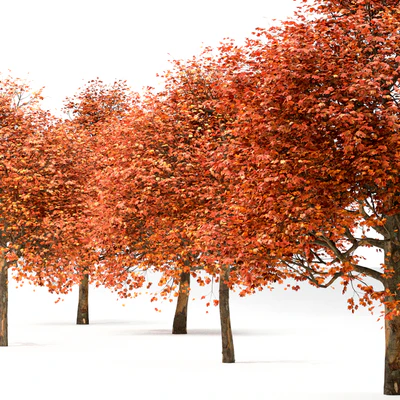 Set of Sugar Maple Trees (Acer Saccharum) (2 Trees) — Вид 5
