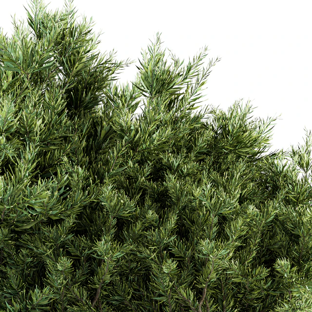Needle Leaf Bush - Bush Set 26 — Descargar