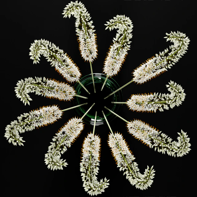 Eremurus / Eremurus — Descargar