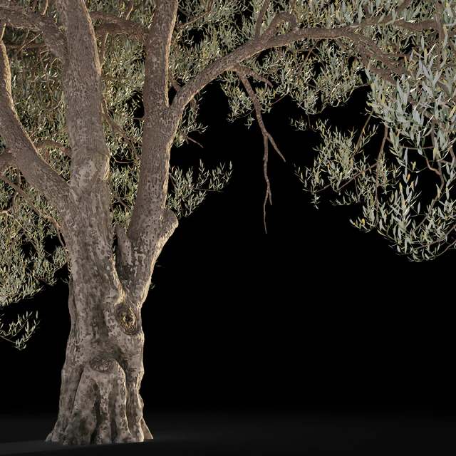 Оливковое дерево 5 (Olive tree 5) — Скачать